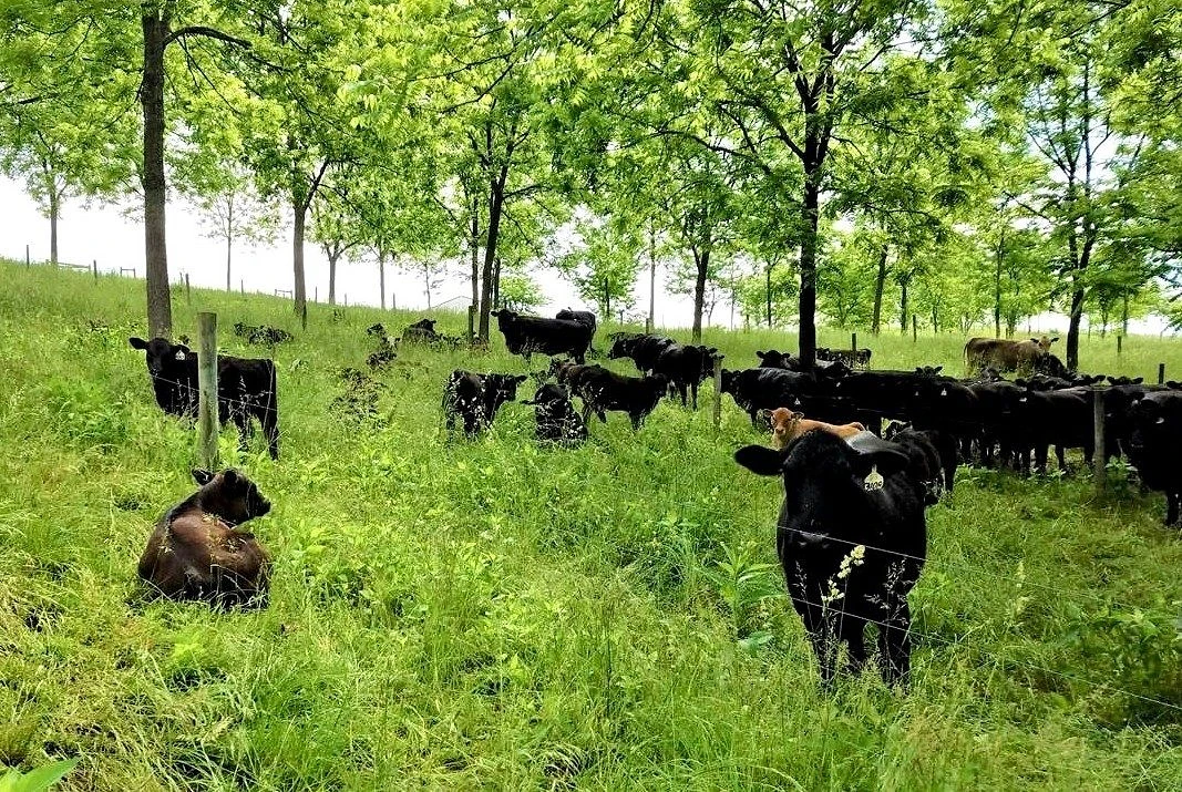 The USDA-funded agroforestry project will help producers adopt more climate-friendly practices such as silvopasture, which integrates trees with grazing livestock operations on the same land. Agroforestry is a form of climate-smart agriculture that integrates trees, shrubs, crops, and livestock into a single farming system. 