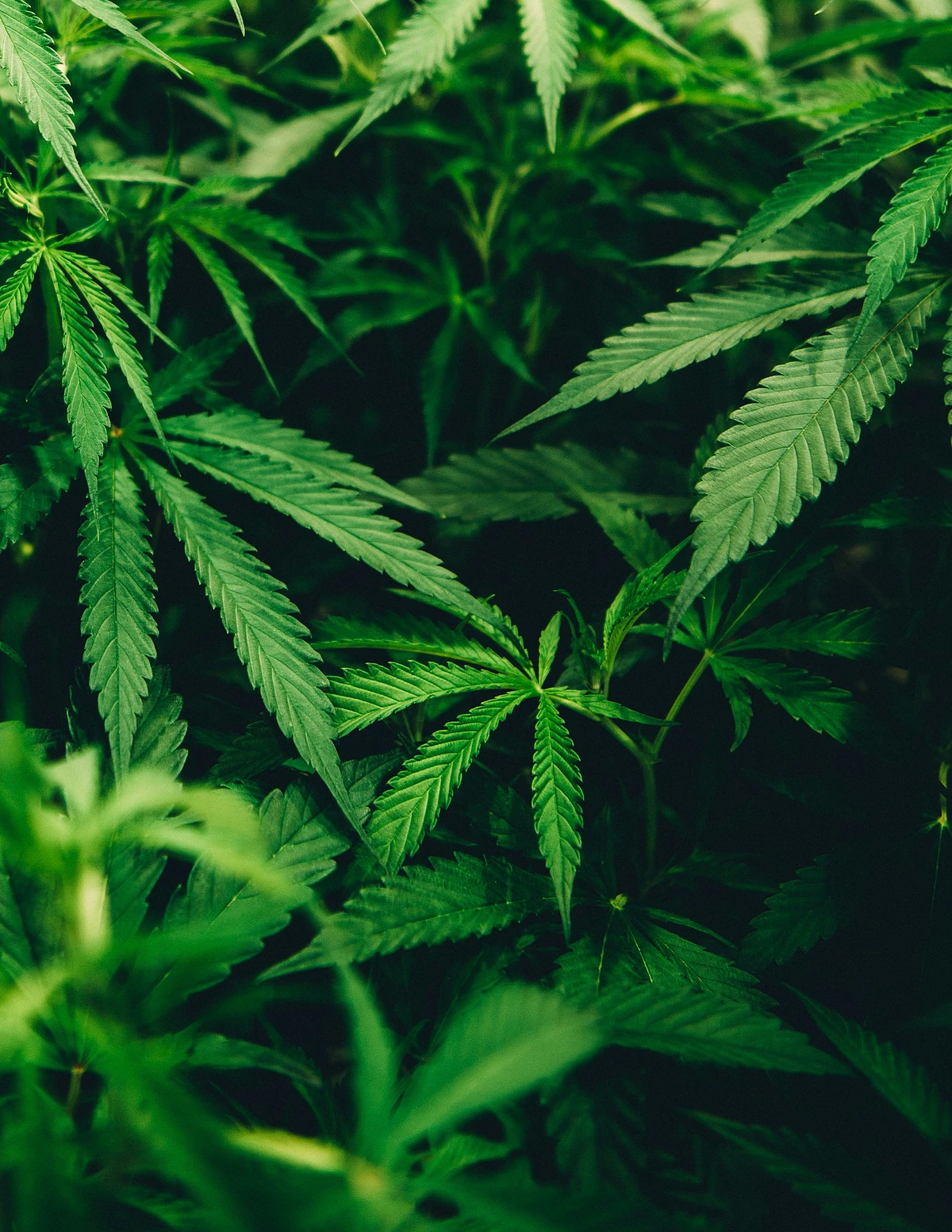 cannabis plants