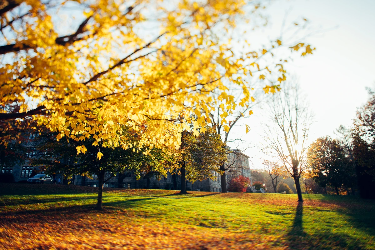 Golden autumn leaves bathe the Virginia Tech Drill Field in sunlight near Hutcheson Hall as the sun sets in the background.