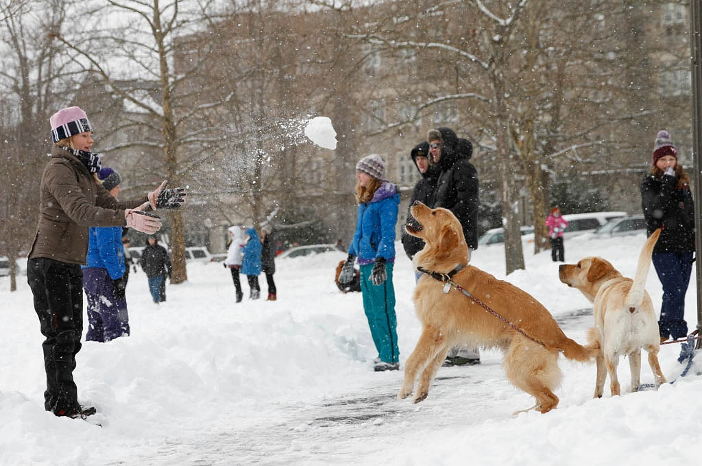 A person throws a snowball to a leaping dog in a snowy area of campus, surrounded by people and another dog and residence halls.